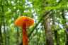 Feketedő nedűgomba (Hygrocybe conica), Budai-hegység